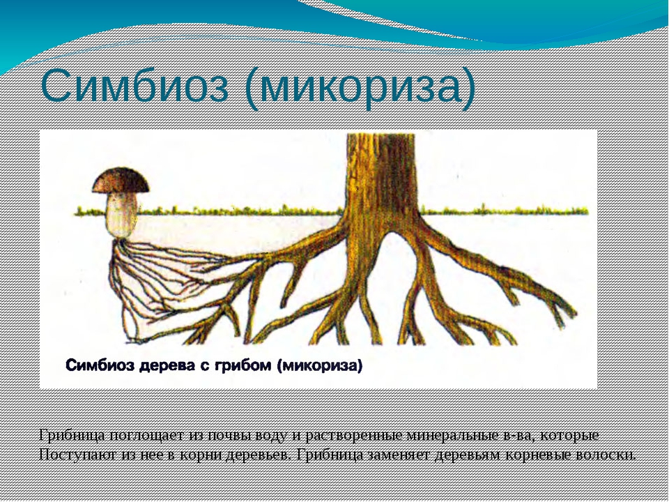 Какой корень лесов. Строение гриба микориза. Симбиотрофы микориза. Микориза с грибами-симбионтами.